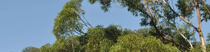 Eucalyptus canopy against a blue sky on the property