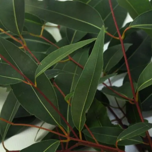 Eucalyptus leaves