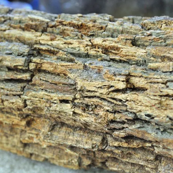 Forest Oak Bark