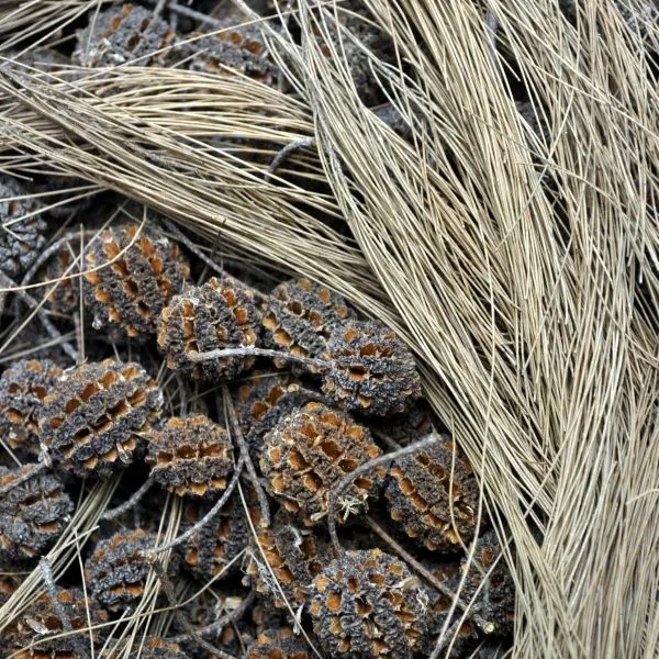 Forest Oak seed pods