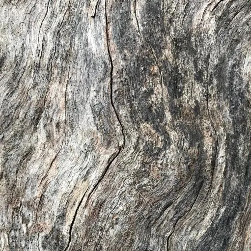 Weathered eucalyptus tree