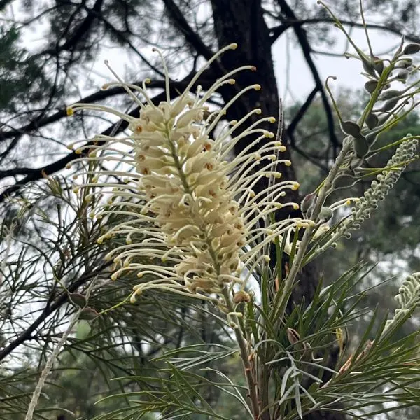 Flowers near the tent