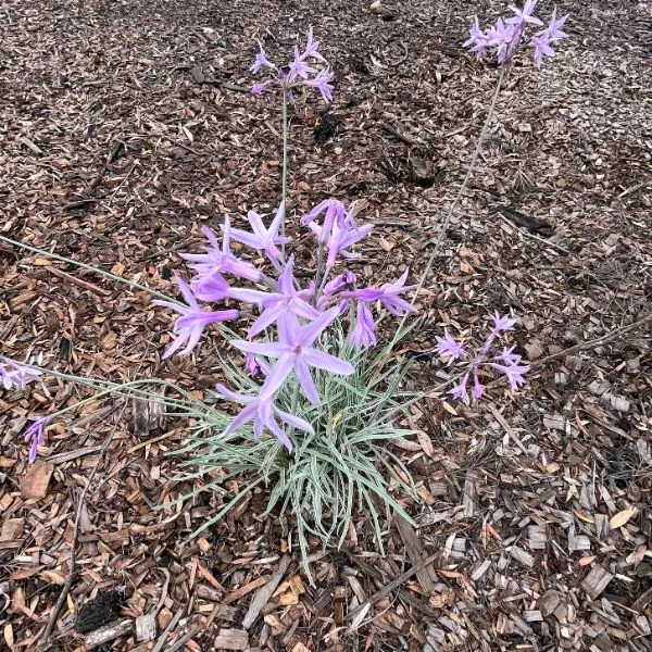 Flowers near the tent