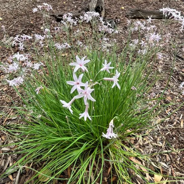 Flowers near the tent