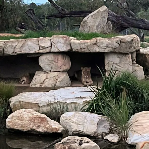 Lions in a cave