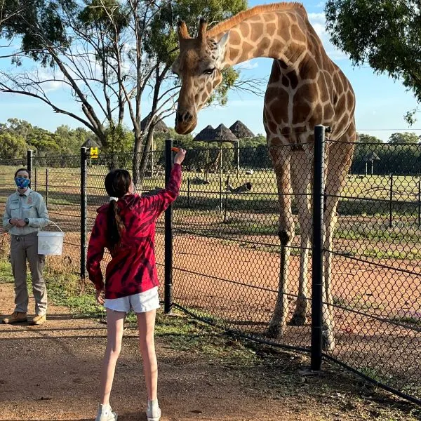 Giraffe feeding