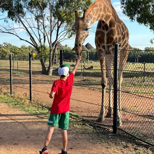 Giraffe feeding