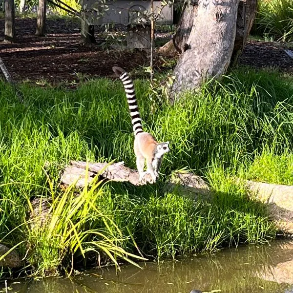 King Julien