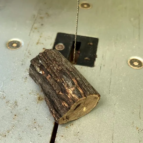Cut 4cm section of branch